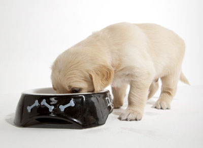 Kutya etetése, cuki vakvezető kutya kölyök falatozik a tálkájából