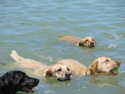 A képen 3 sárga és egy fekete labrador úszik a Balatonban. A legelöl úszó sárga labradornak egy teniszlabda van a szájában.
